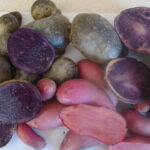 Zbiory kolorowych bulw ziemniaka z kolekcji doświadczalnej Zakładu Produkcji i Bezpieczeństwa Żywności